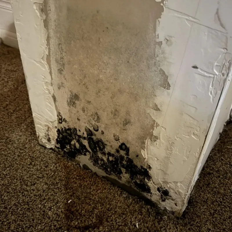 Professional Mold Removal in Port Washington, WI